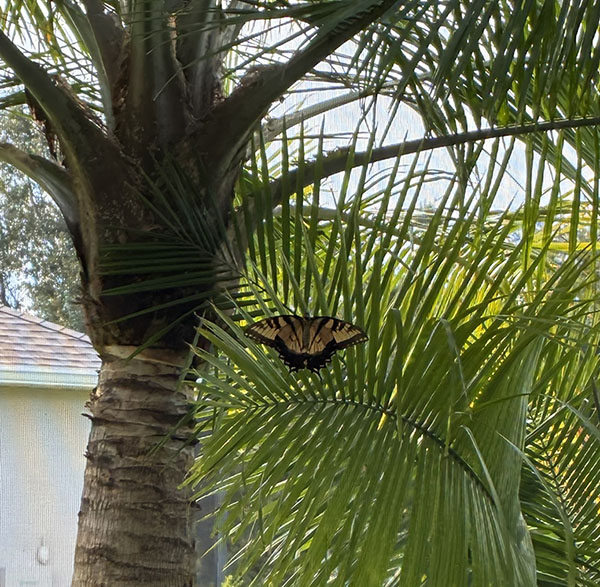 A Gentle Visitor on the Lanai